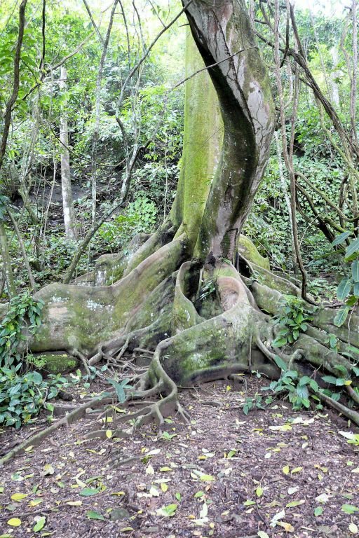 CORCOVADO NATIONAL PARK - een boom met steunwortels