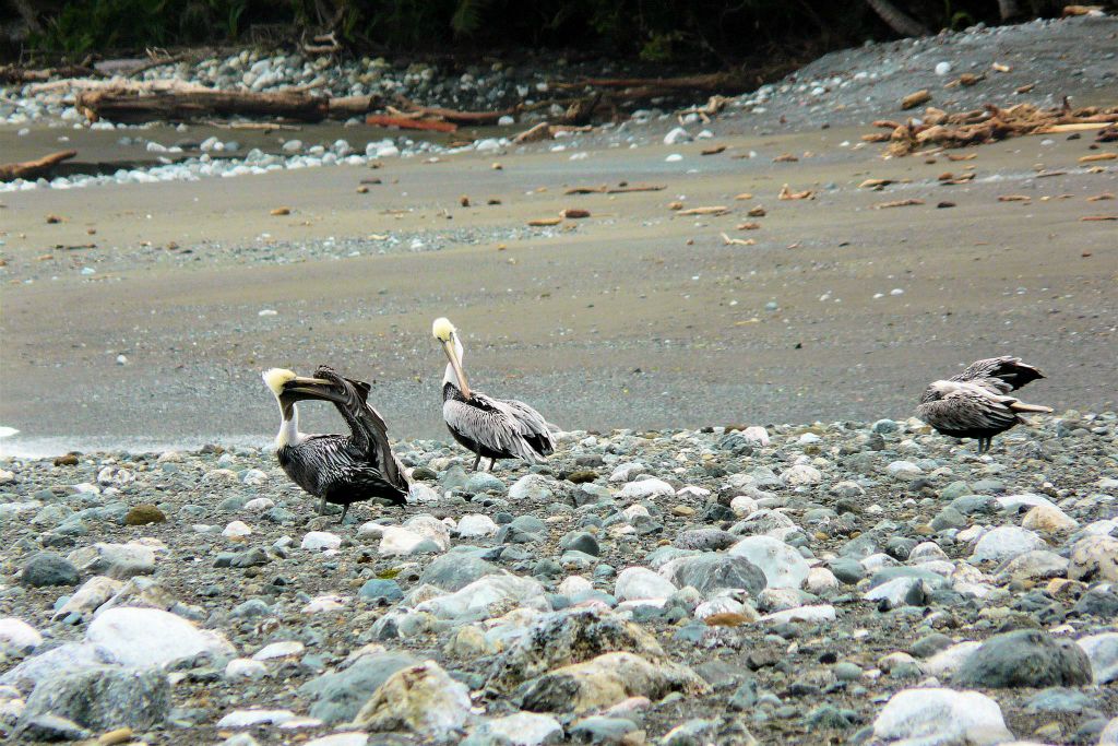CORCOVADO NATIONAL PARK - een groep bruine pelikanen
