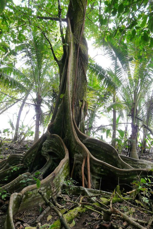 CORCOVADO NATIONAL PARK - een boom met steunwortels