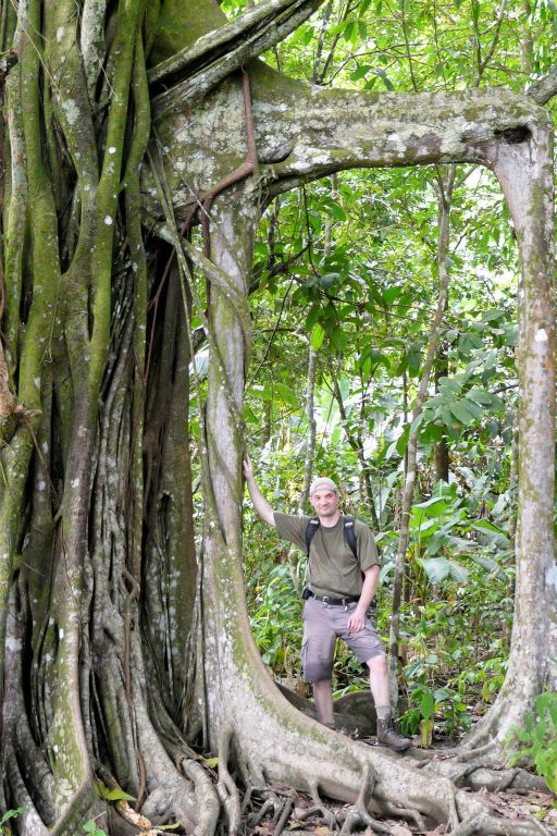 CORCOVADO NATIONAL PARK - Carlos bij een boom met steunwortels