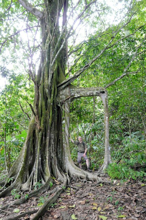 CORCOVADO NATIONAL PARK - Carlos bij een boom met steunwortels