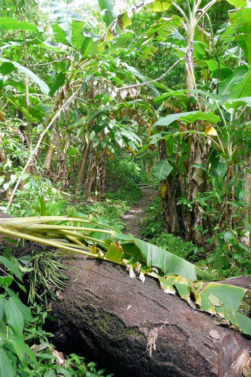 CORCOVADO NATIONAL PARK - een wandelpad