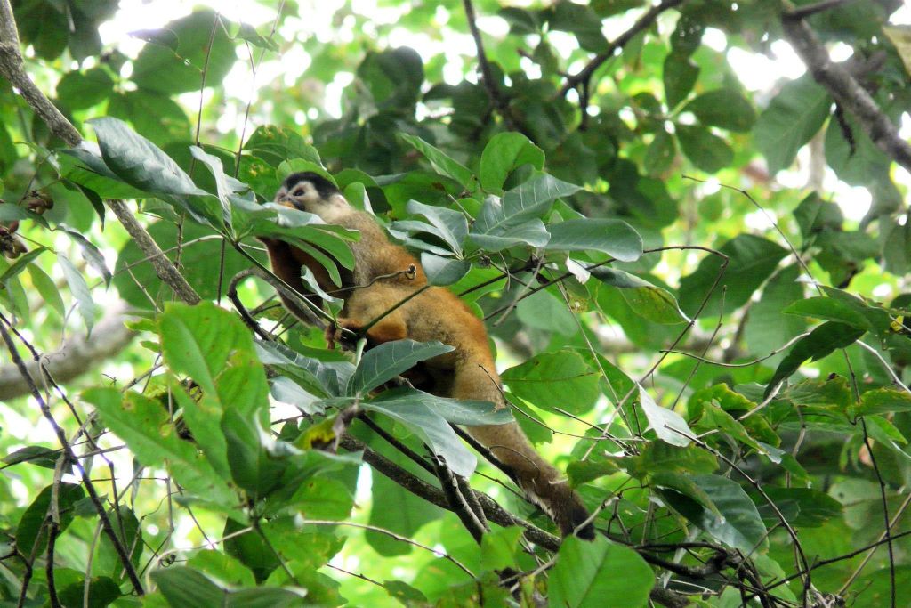 CORCOVADO NATIONAL PARK - een doodshoofdaap