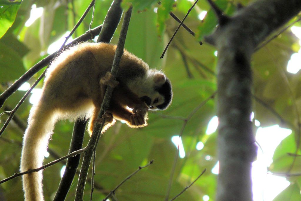 CORCOVADO NATIONAL PARK - een doodshoofdaap