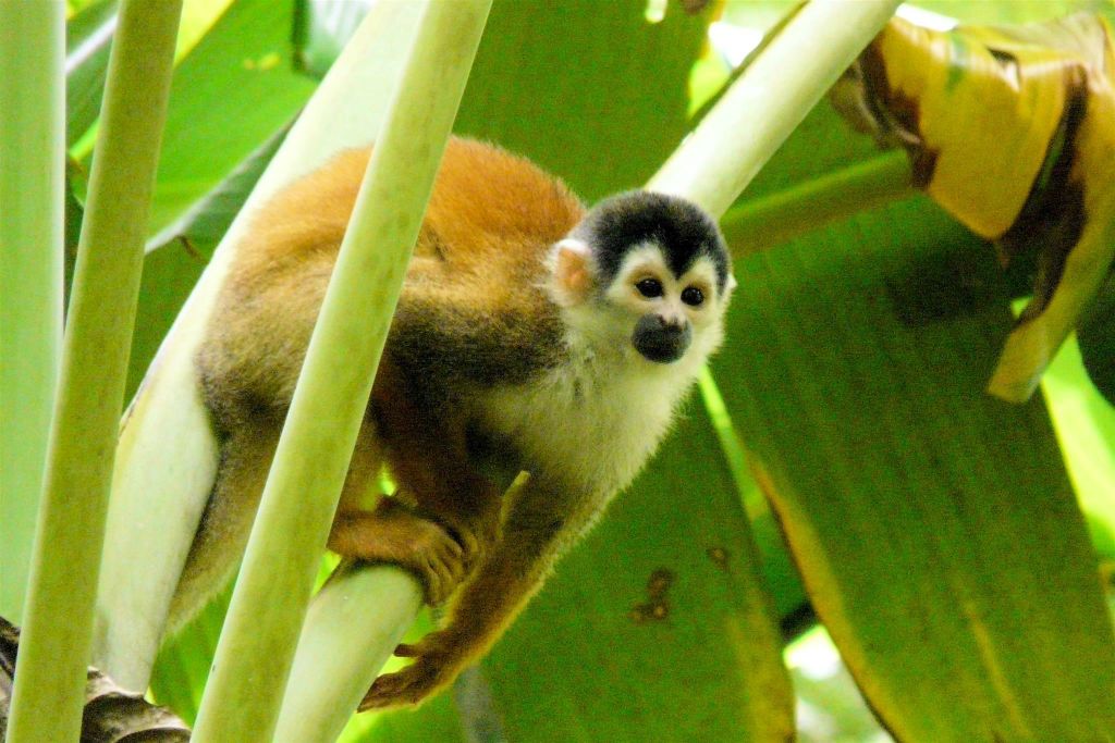 CORCOVADO NATIONAL PARK - een doodshoofdaap