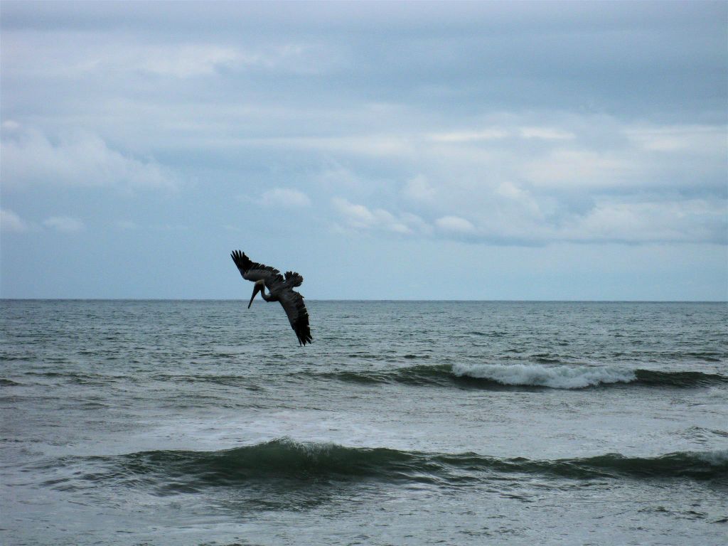 CORCOVADO NATIONAL PARK - een pelikaan