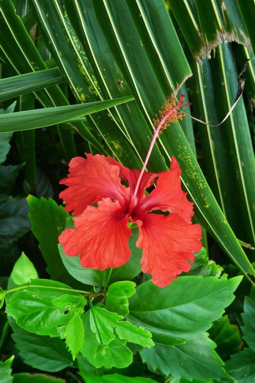CORCOVADO NATIONAL PARK - een bloem