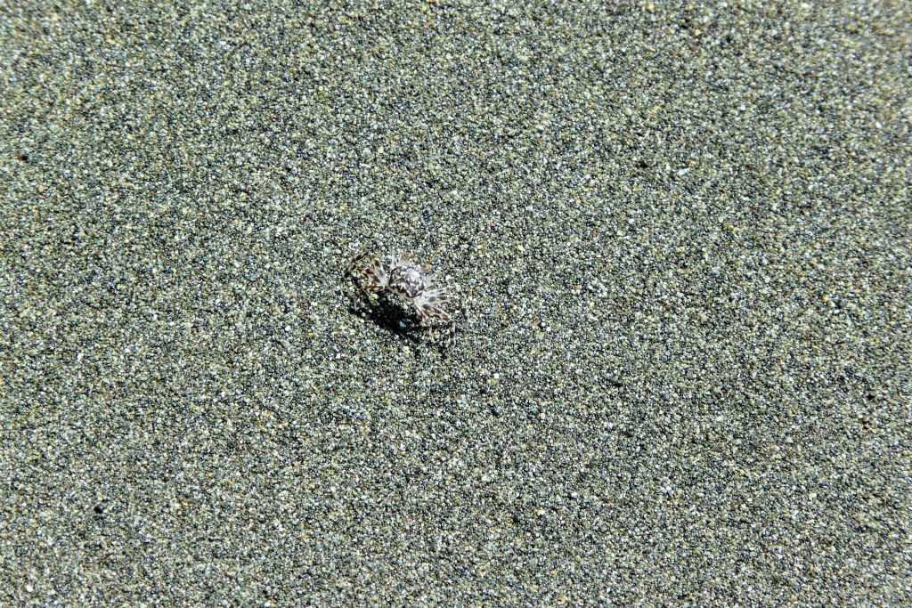 CORCOVADO NATIONAL PARK - een krab