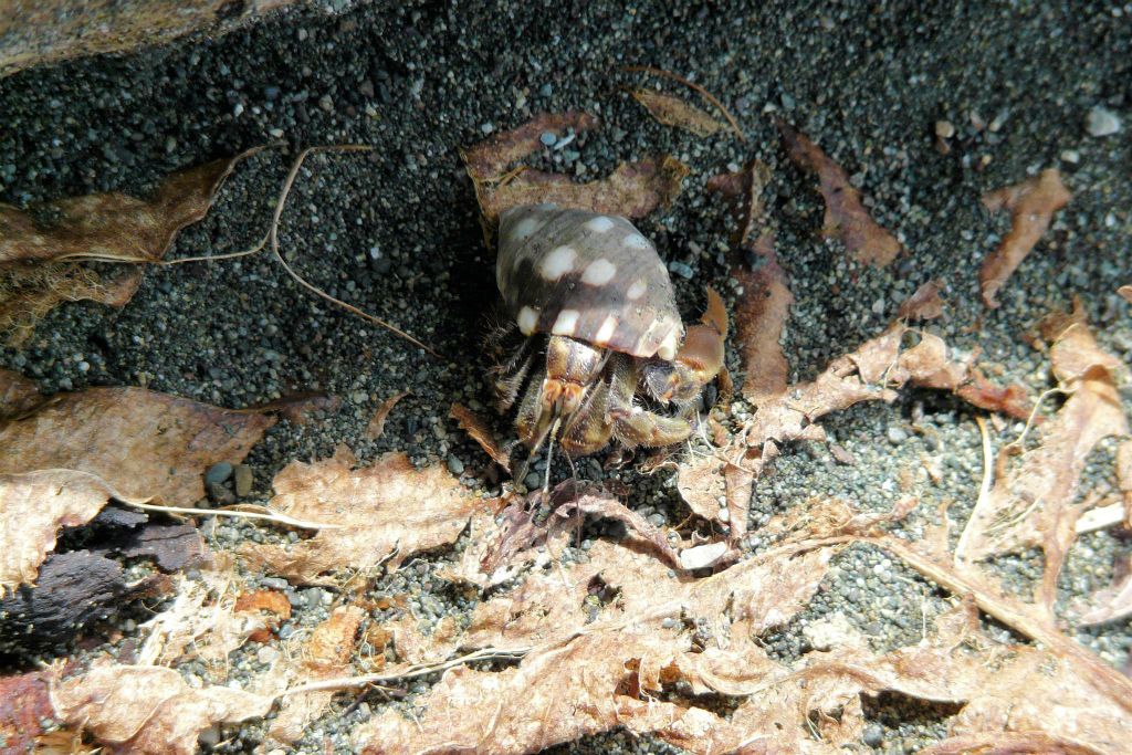 CORCOVADO NATIONAL PARK - een hermietenkreeft