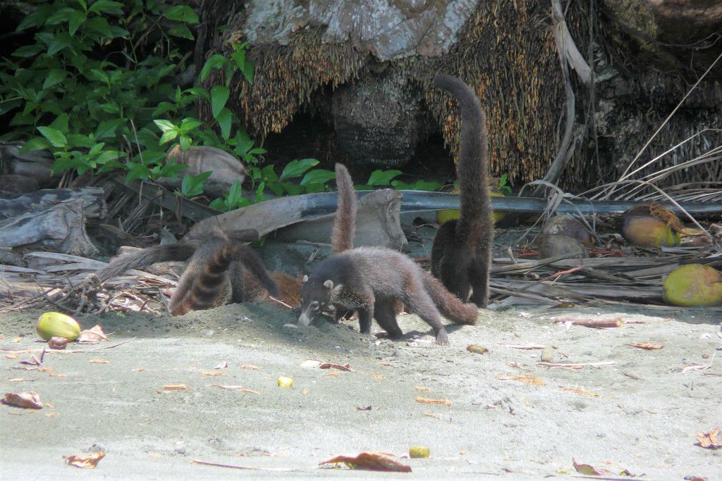 CORCOVADO NATIONAL PARK - enkele witsnuitneusberen op het strand