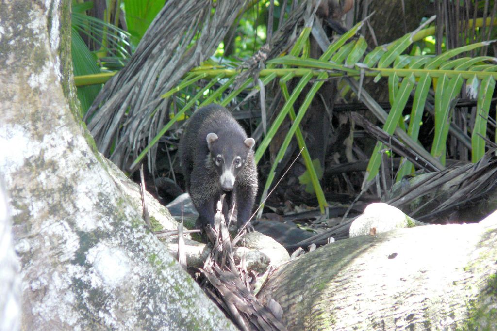 CORCOVADO NATIONAL PARK - een witsnuitneusbeer