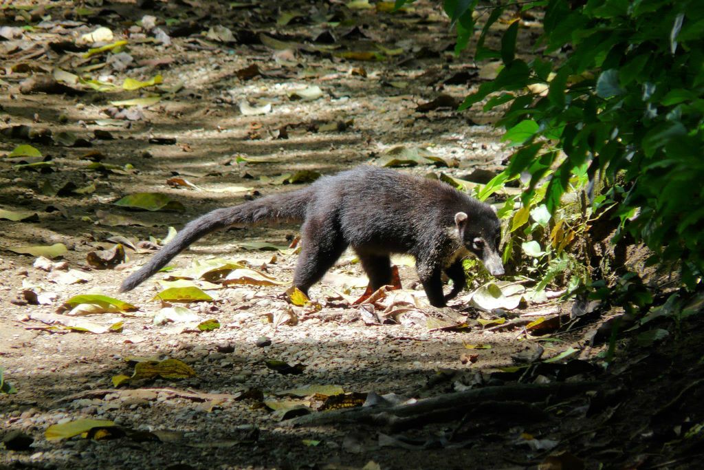 CORCOVADO NATIONAL PARK - een witsnuitneusbeer