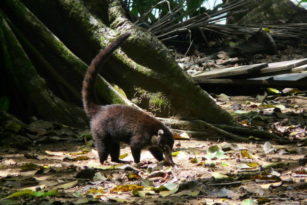 CORCOVADO NATIONAL PARK - een witsnuitneusbeer