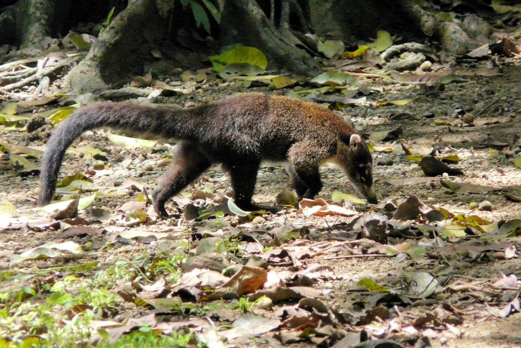 CORCOVADO NATIONAL PARK - een witsnuitneusbeer