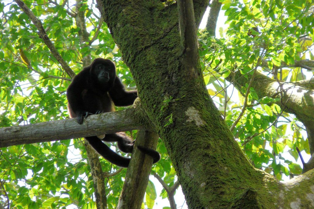CORCOVADO NATIONAL PARK - een brulaap