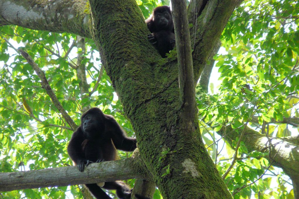 CORCOVADO NATIONAL PARK - twee brulapen