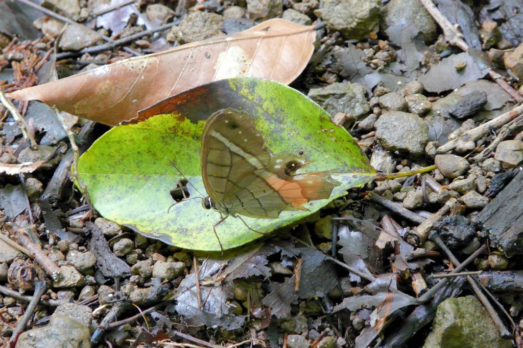 CORCOVADO NATIONAL PARK - een vlinder