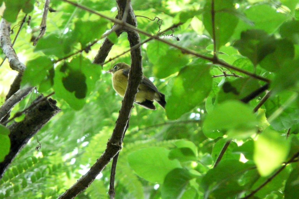 CORCOVADO NATIONAL PARK - een vogel