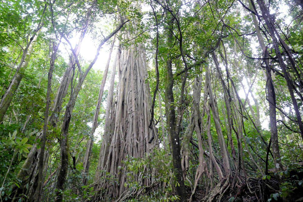 CORCOVADO NATIONAL PARK - een enorme wortelgroei van bomen