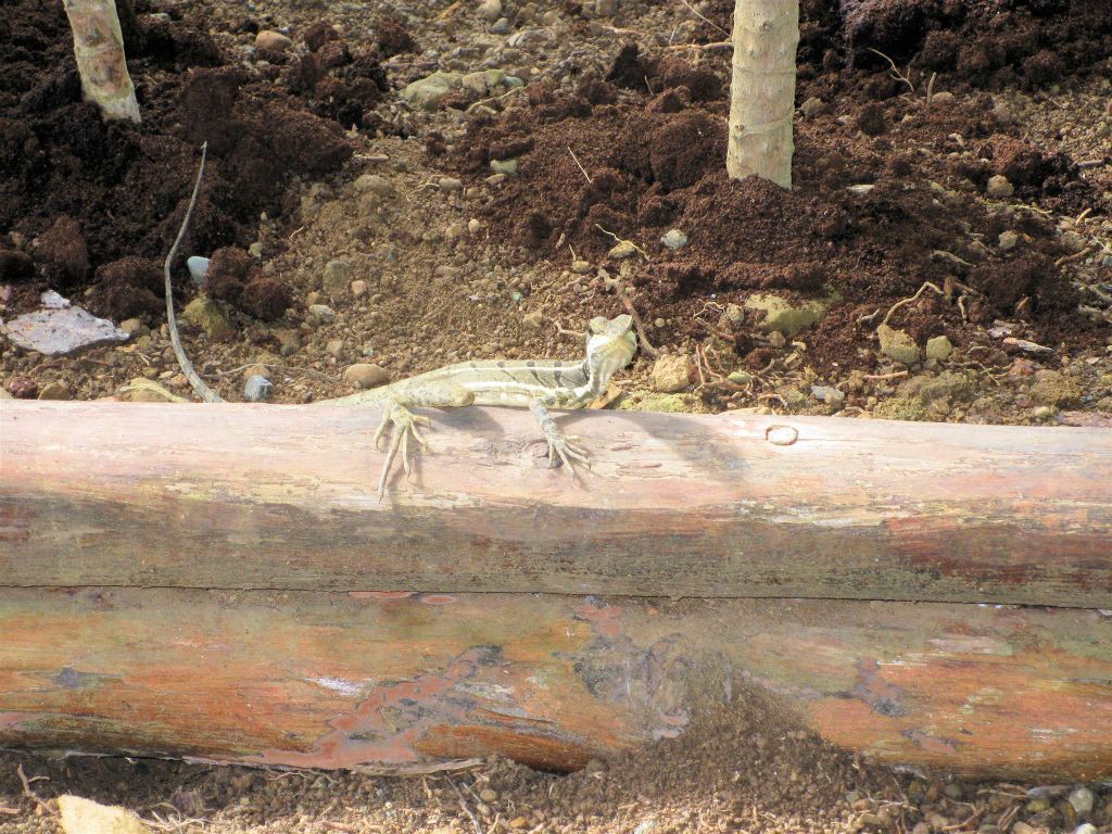 CORCOVADO NATIONAL PARK - een hagedis