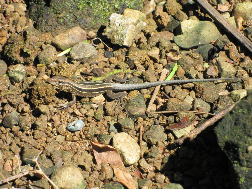 CORCOVADO NATIONAL PARK - een hagedis
