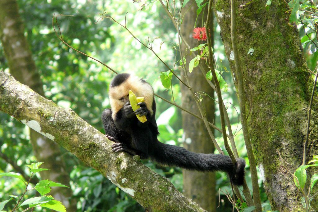 CORCOVADO NATIONAL PARK - een kapucijneraap