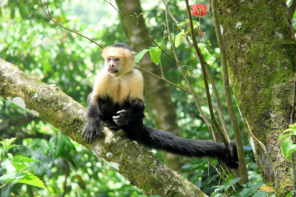 CORCOVADO NATIONAL PARK - een kapucijneraap