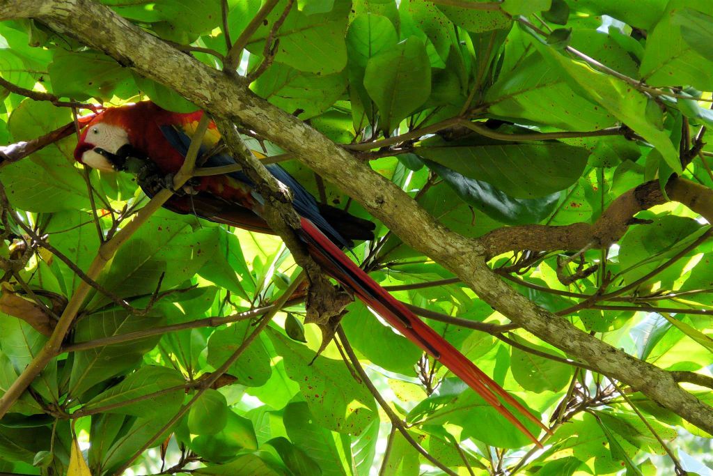 CORCOVADO NATIONAL PARK - een geelvleugelara