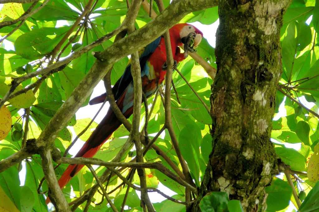 CORCOVADO NATIONAL PARK - een geelvleugelara