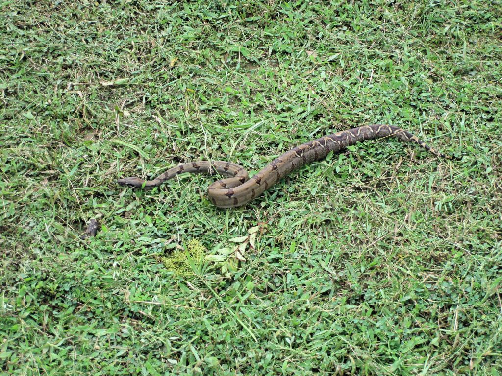 CORCOVADO NATIONAL PARK -> PUERTO JIMÉNEZ - een jonge boa constrictor