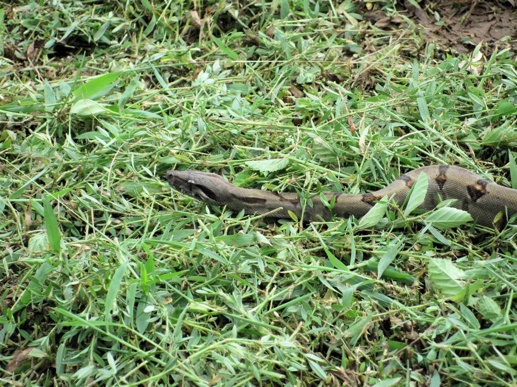 CORCOVADO NATIONAL PARK -> PUERTO JIMÉNEZ - een jonge boa constrictor