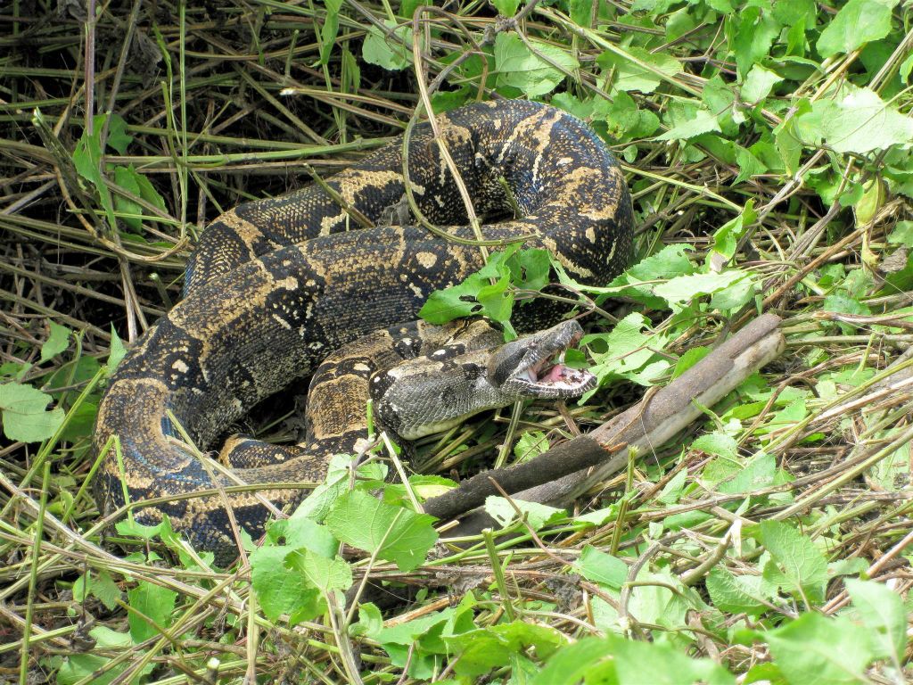 CORCOVADO NATIONAL PARK -> PUERTO JIMÉNEZ - een anaconda