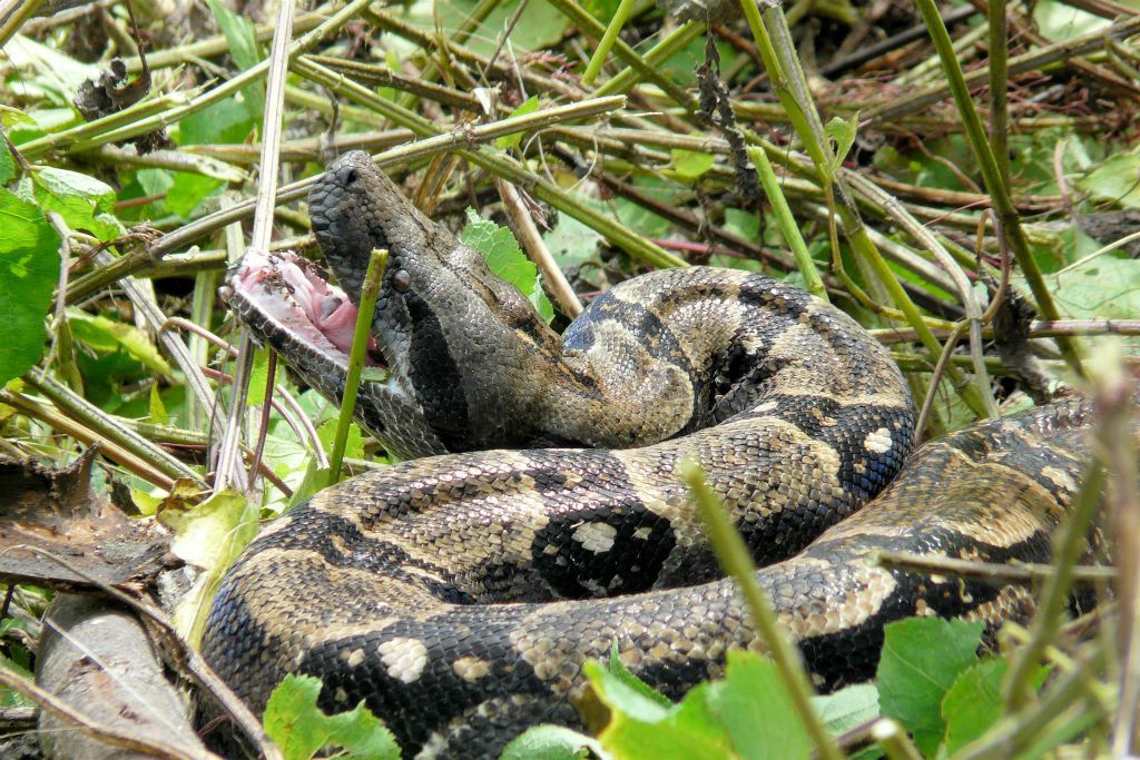 CORCOVADO NATIONAL PARK -> PUERTO JIMÉNEZ - een anaconda