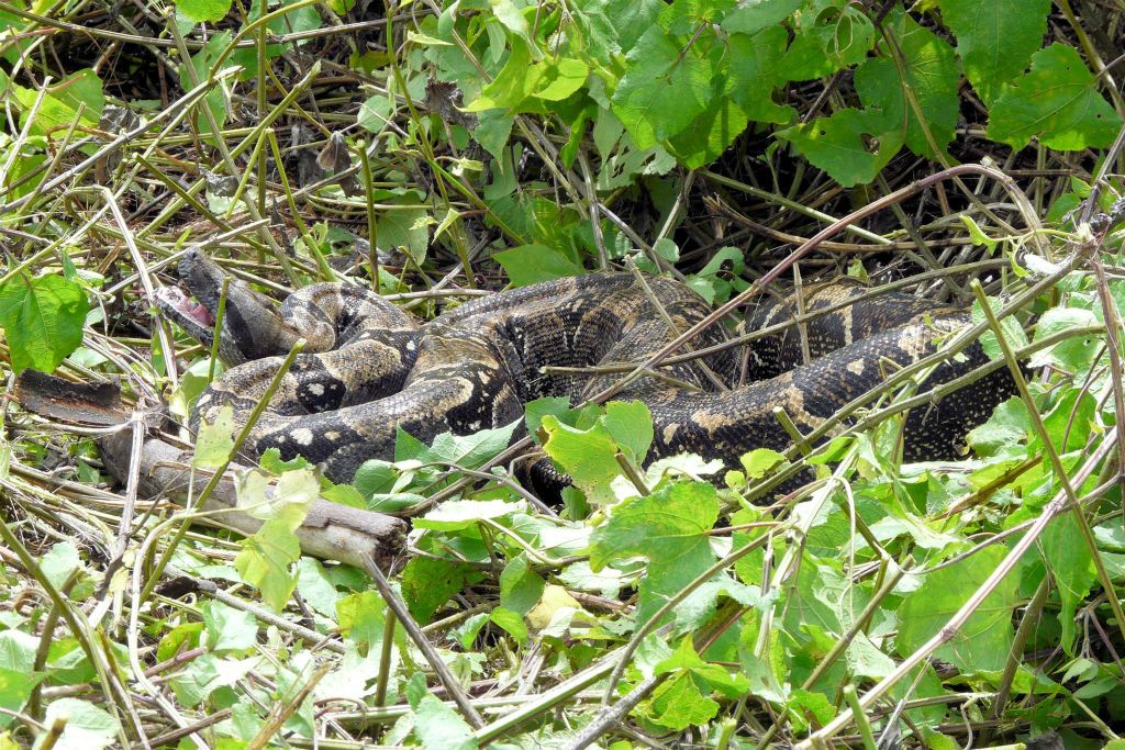 CORCOVADO NATIONAL PARK -> PUERTO JIMÉNEZ - een anaconda