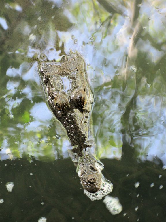 PUERTO JIMÉNEZ - een krokodil