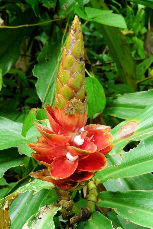 QUEPOS (MANUEL ANTONIO PARK) - een plant met bloem