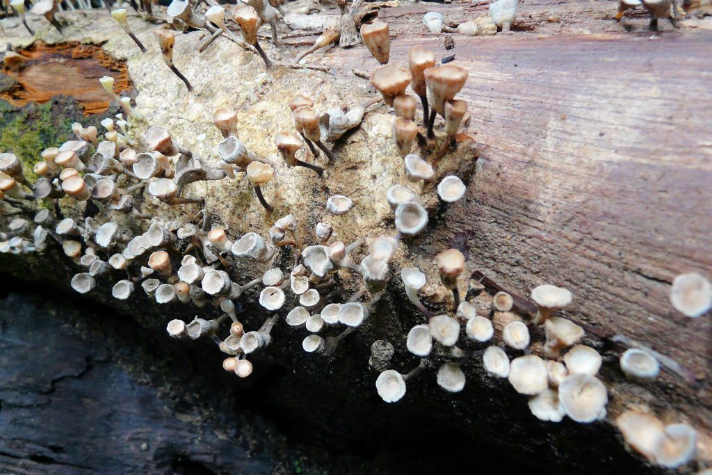 QUEPOS (MANUEL ANTONIO PARK) - de paddenstoelen op een boomstronk