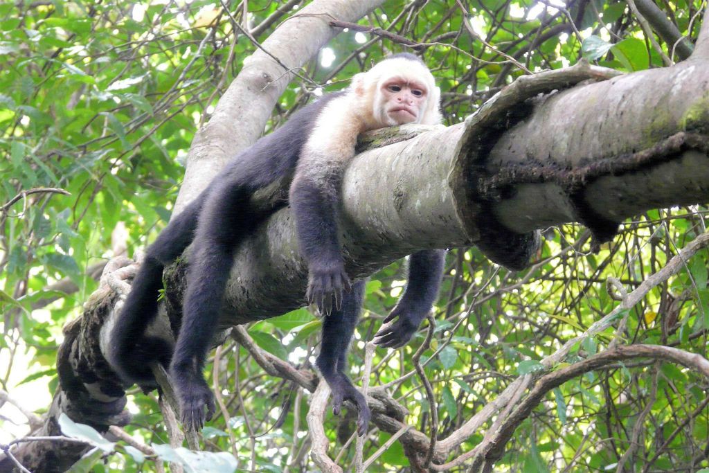 QUEPOS (MANUEL ANTONIO PARK) - een kapucijneraap