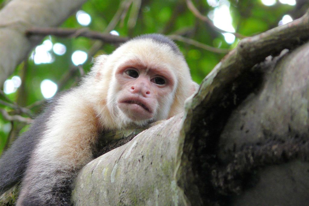 QUEPOS (MANUEL ANTONIO PARK) - een kapucijneraap