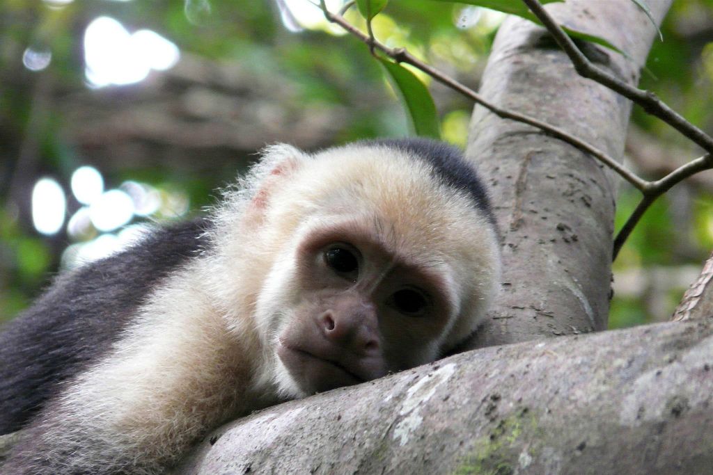 QUEPOS (MANUEL ANTONIO PARK) - een kapucijneraap