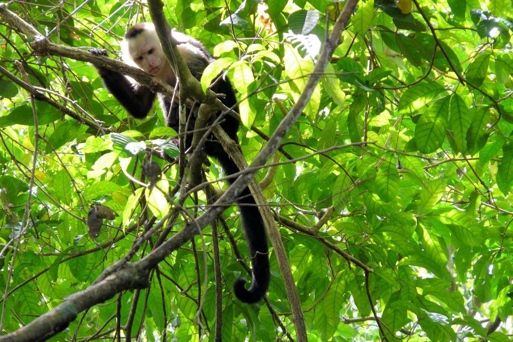 QUEPOS (MANUEL ANTONIO PARK) - een kapucijneraap