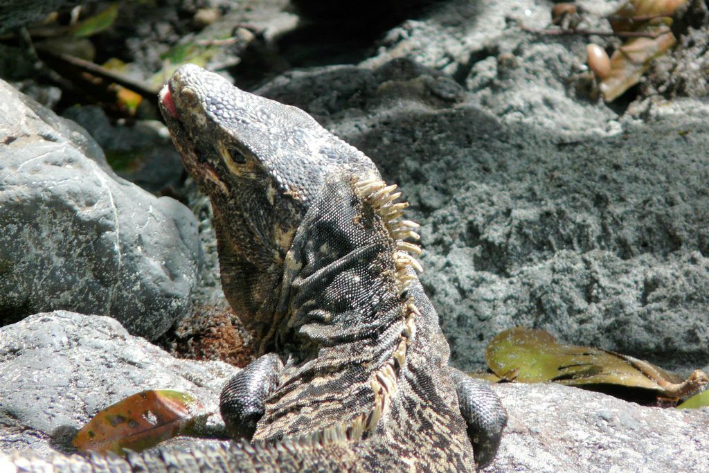 QUEPOS (MANUEL ANTONIO PARK) - een leguaan