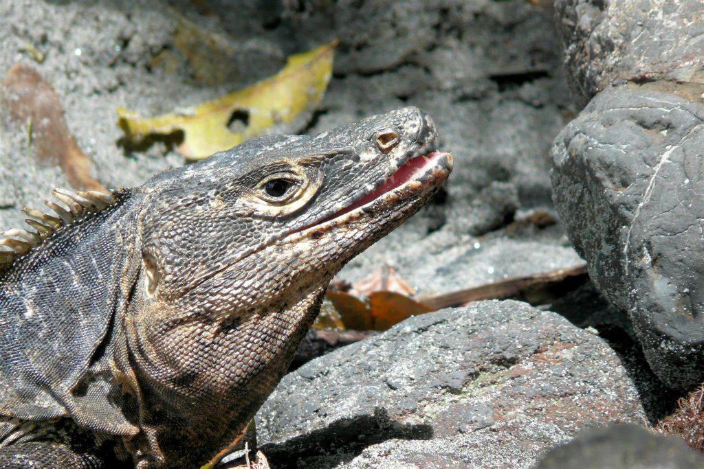 QUEPOS (MANUEL ANTONIO PARK) - een leguaan