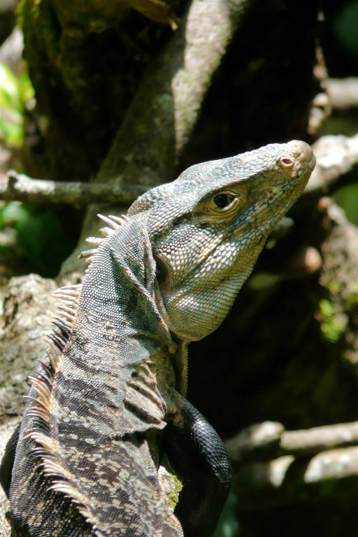 QUEPOS (MANUEL ANTONIO PARK) - een leguaan