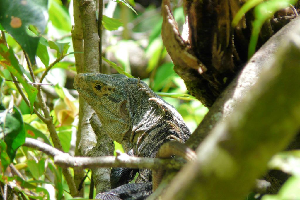 QUEPOS (MANUEL ANTONIO PARK) - een leguaan