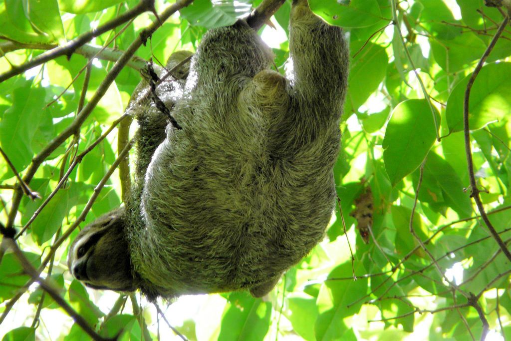 QUEPOS (MANUEL ANTONIO PARK) - een luiaard