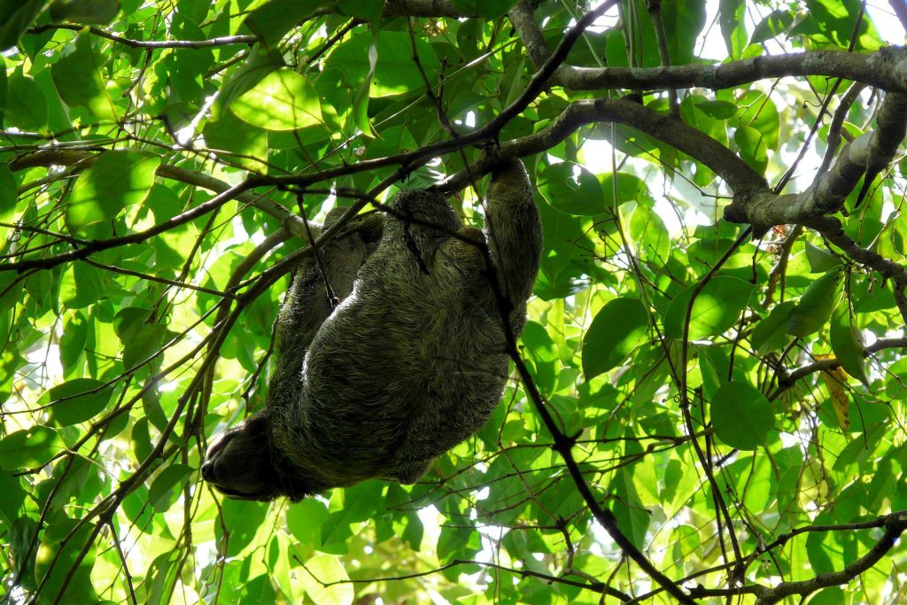 QUEPOS (MANUEL ANTONIO PARK) - een luiaard