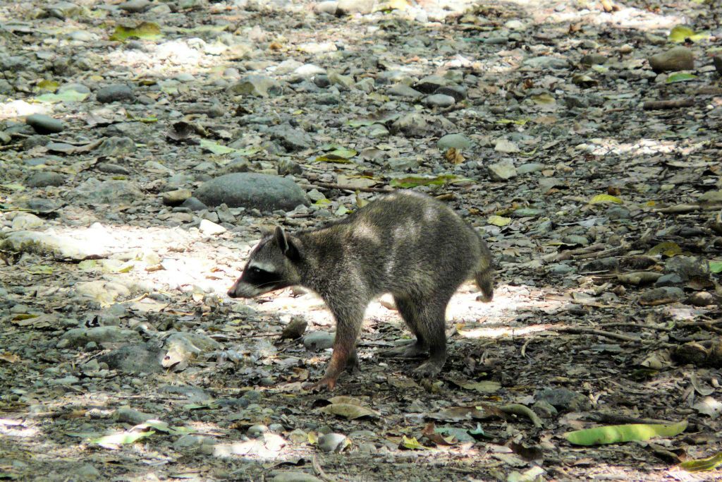 QUEPOS (MANUEL ANTONIO PARK) - een wasbeer