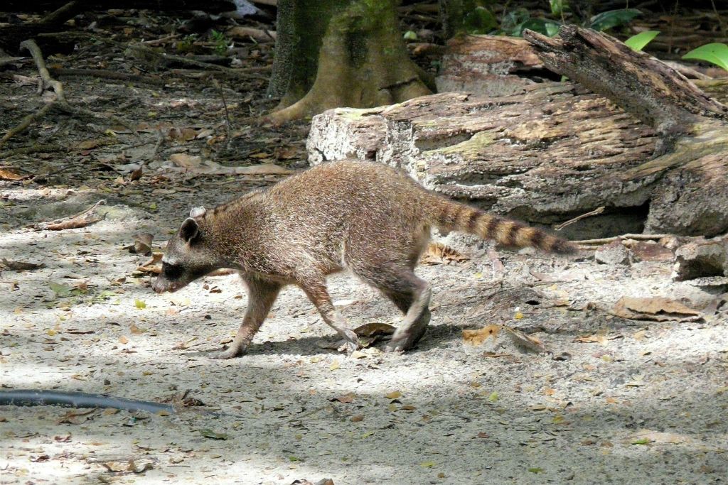 QUEPOS (MANUEL ANTONIO PARK) - een wasbeer