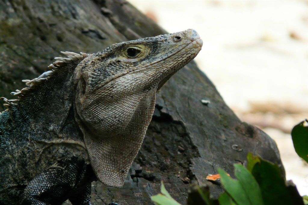 QUEPOS (MANUEL ANTONIO PARK) - een leguaan